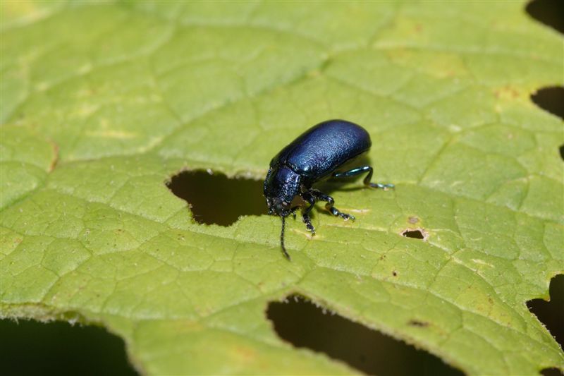 A migliaia nel sottobosco....chi sono?